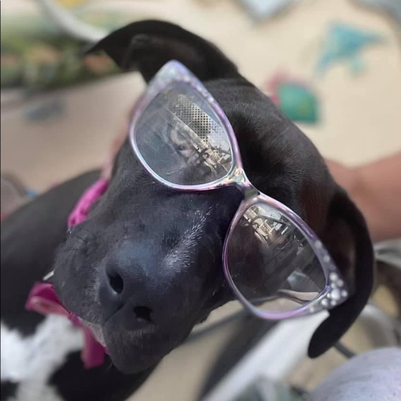 Meet your Posher, CharLee - Picture 5 of 10